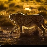 200 یوز آسیایی در دو دهه گذشته متولد و تلف شدند