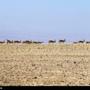 ببینید|‌ گشت‌وگذار 3 هزار آهو در میاندشت‌