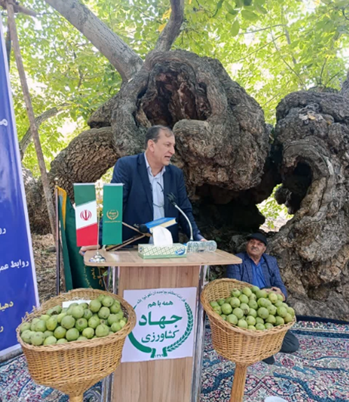 تدوین نقشه راه ملی برای احیای صنعت گردو/نجات باغات کهن ایران از بحران آفات
