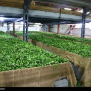 خرید 104 هزار تن برگ سبز چای در گیلان/ 78 درصد مطالبات پرداخت شد