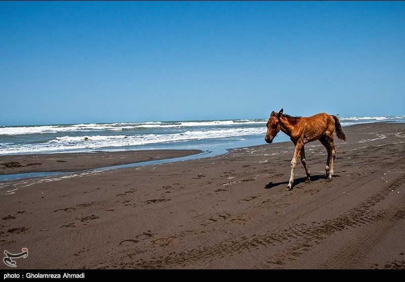 نظام مسائل استان مازندران , نظام مسائل استان , دریای خزر , اخبار شمال , 