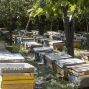 زنبورداری فارس زیر ذره‌بین سرشماری سراسری کلنی‌ها