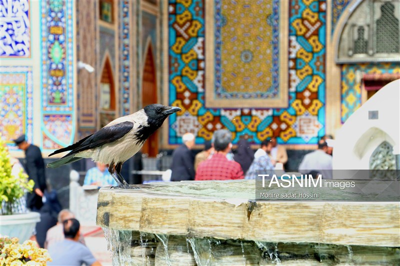 چهارشنبه امامرضایی؛ روایت دلدادگی در آستان سلطان خراسان امام رضا (ع) , حرم امام رضا(ع) , خراسان رضوی , اخبار استان خراسان رضوی , مشهد مقدس , اخبار مشهد , زائر رضوی , زائران , آستان قدس رضوی , خادمیاران رضوی ,